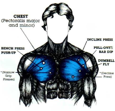 CRepresentation of chest Muscles and exercises you can use to train them